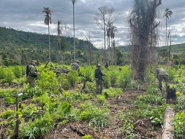 Allanamiento y destrucción de supuesta marihuana en Caazapá