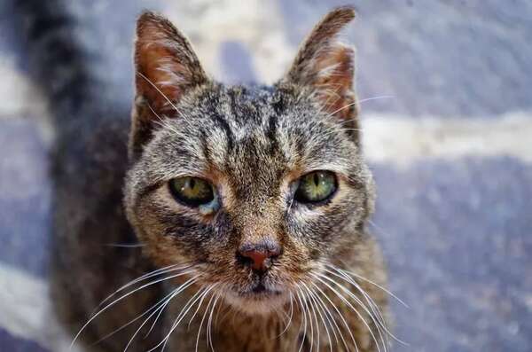 Mascots: Absceso en gatos - Mascotas - ABC Color