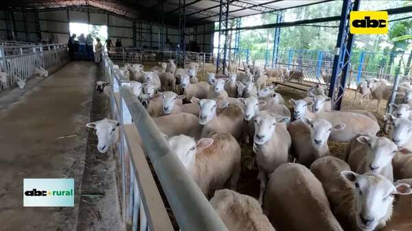 Video: historia de un criador de corderos - ABC Rural - ABC Color