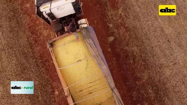 Video: USDA dice que Paraguay podría superar las 10 millones de toneladas de soja - ABC Rural - ABC Color