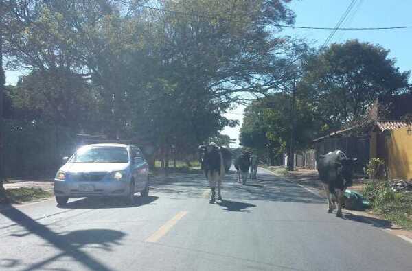 Decomisarán animales sueltos en la vía pública, anuncian - San Lorenzo Hoy