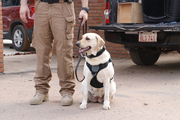 Incautan droga oculta en paquetes de comida para mascotas proveniente de Austria y Londres - trece