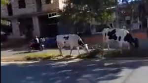 Arrearán vacas que anden sueltas en las calles de San Lorenzo