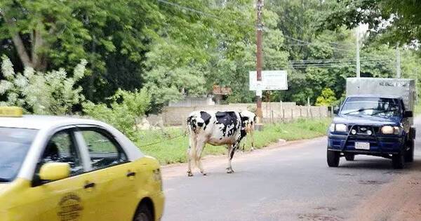 Diario HOY | Vacas sueltas en San Lorenzo: Municipalidad lanza advertencia a propietarios