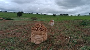 Rescatan a paraguayos que eran sometidos a un régimen de semiesclavitud en Brasil - La Tribuna