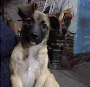 Venden hermosas planteritas para salvar a "Coco"