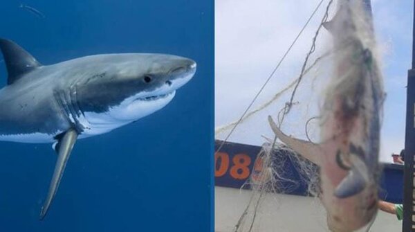 Atrapan a un enorme tiburón blanco en la costa de Chile