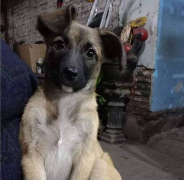 ¡Una mano para Coco! Joven vende planteritas para poder pagar tratamiento de un perrito