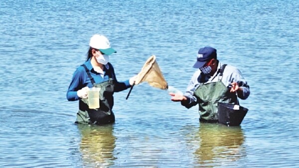 Aguas de playa Tacuary se tiñeron de verde por unas horas