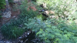 Urgen limpieza del Mburicaó hace un año por mosquitos y malos olores