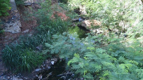 Urgen limpieza del Mburicaó hace un año por mosquitos y malos olores