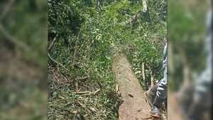 Trabajador muere aplastado por árbol en Alto Verá