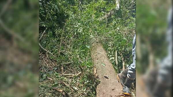 Trabajador muere aplastado por árbol en Alto Verá