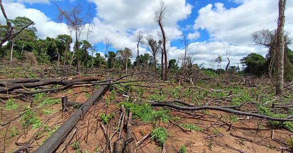 Diario HOY | Moisés Bertoni: atacan cultivos narcos que invaden reserva del Mbaracayú