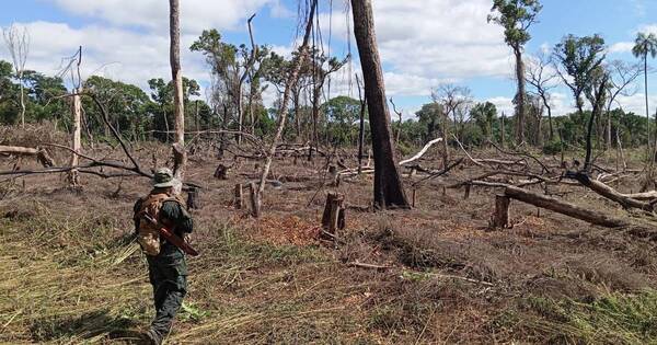 La Nación / Operación Moisés Bertoni destruye campamentos narcos