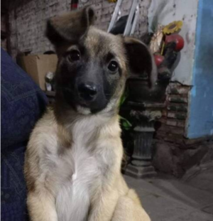 Venden hermosas planteritas para salvar a "Coco"