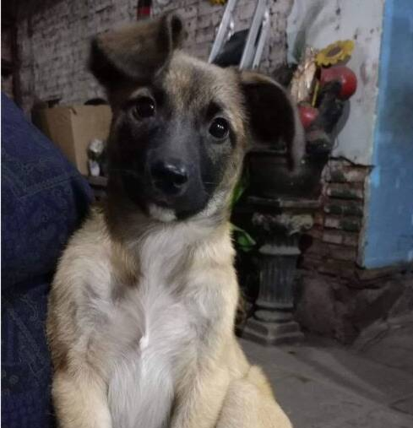Venden hermosas planteritas para salvar a "Coco"