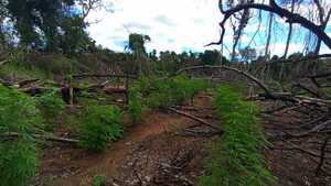 Hallan campamentos narcos y plantaciones de marihuana en la Reserva del Mbaracayú