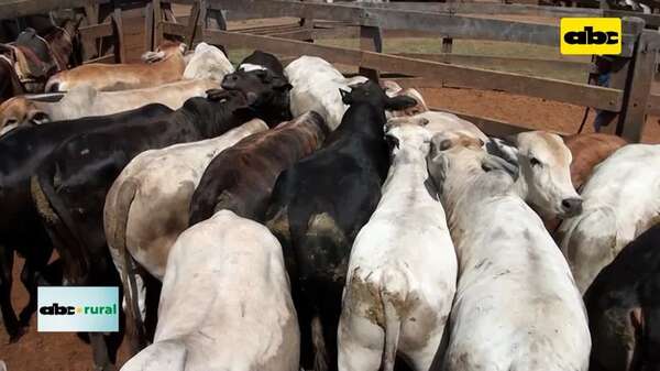 Video: vacunación contra aftosa arrancará el 19 de febrero - ABC Rural - ABC Color