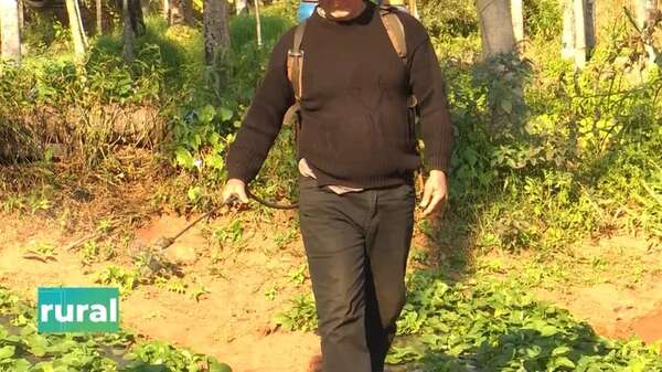 Video: bioestimulantes no son lo mismo que fertilizantes - ABC Rural - ABC Color