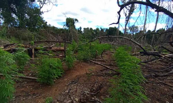 Hallan campamentos narcos y plantaciones de marihuana en Canindeyú – Prensa 5