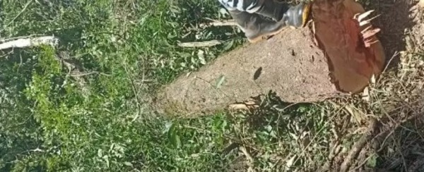 HOMBRE ESTABA TALANDO UN ÁRBOL Y EL TRONCO CAYÓ SOBRE SU CABEZA Y LO MATÓ