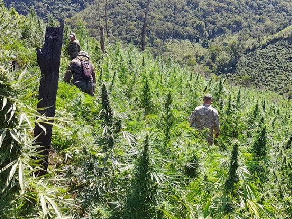 Senad irrumpe en plantaciones ilegales dentro de una reserva natural - La Tribuna