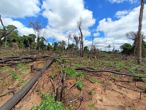 MOISÉS BERTONI: ATACAN CULTIVOS NARCOS QUE INVADEN RESERVA DEL MBARACAYÚ - La Voz del Norte