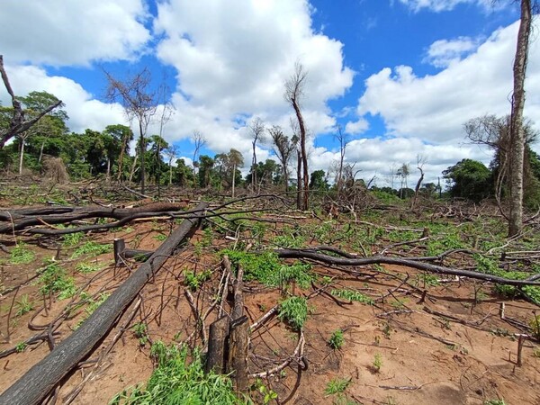 MOISÉS BERTONI: ATACAN CULTIVOS NARCOS QUE INVADEN RESERVA DEL MBARACAYÚ - La Voz del Norte