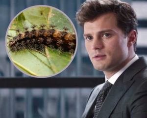 Actor de “50 sombras de Grey” casi muere por culpa de una oruga venenosa