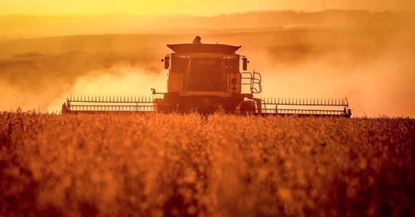 La Nación / Producción de soja, carne y construcción tendrán buen crecimiento este 2024