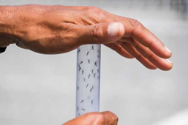 Dengue: el peligro del “contagio vertical” de madre embarazada a bebé - Nacionales - ABC Color