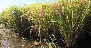 La Nación / El potencial de Paraguay en el rubro del arroz es enorme y creciente, sostienen