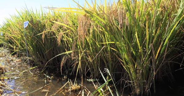 La Nación / El potencial de Paraguay en el rubro del arroz es enorme y creciente, sostienen