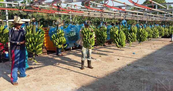 La Nación / Productores de banana consideran inviable pago de deuda argentina con bonos