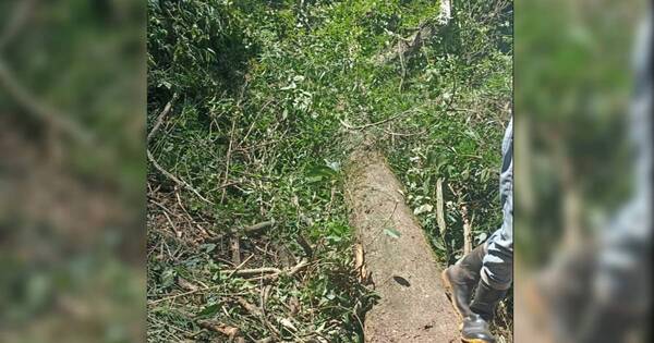 Diario HOY | Rama de árbol cae sobre trabajador y lo mata al instante