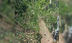 Rama de árbol cae sobre trabajador y lo mata al instante en Itapúa – Prensa 5