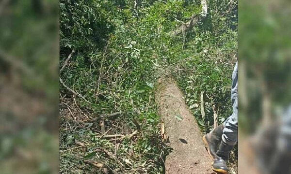 Rama de árbol cae sobre trabajador y lo mata al instante en Itapúa – Prensa 5