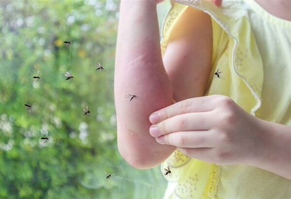 TAK-003, así se denomina la vacuna que podría mitigar el dengue en la región