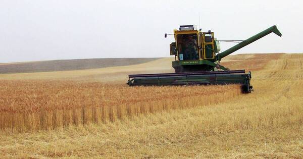 La Nación / Brasil ocupó el primer lugar en el ranking de envíos de arroz en 2023