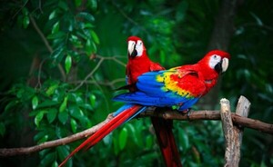 Proyecto paraguayo "Ruta del Gua’a" obtuvo el premio internacional