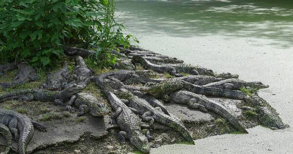 Diario HOY | Hallan el cuerpo sin vida de un “profeta” en un río infestado de cocodrilos