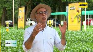 Video: Parpov confirma mejor venta de semillas legales  - ABC Rural - ABC Color