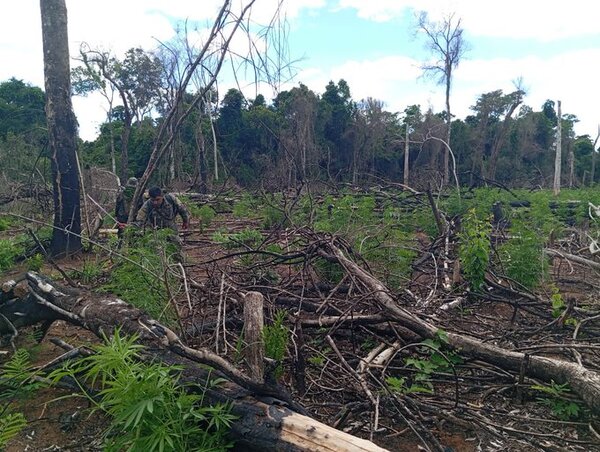Destruyen campamentos y plantaciones de marihuana en reserva forestal