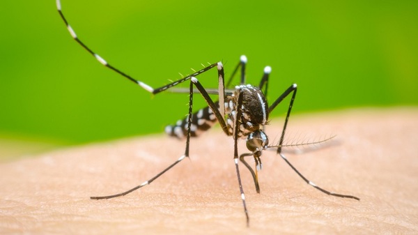 Vigilancia de la Salud observa "empate" entre casos de covid y dengue - Noticias Paraguay