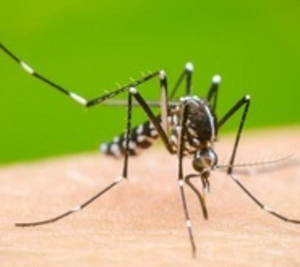 Salud observa paridad entre casos de dengue y covid - Paraguay.com