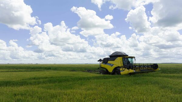 Brasil ocupó el primer lugar en el ranking de envíos de arroz en 2023