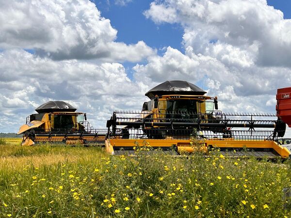 Maquinarias New Holland garantizan productividad y sostenibilidad para la cosecha de arroz