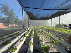 Granja Penitenciaria de Tacumbú proyecta una producción de 2.000 lechugas al mes - ADN Digital