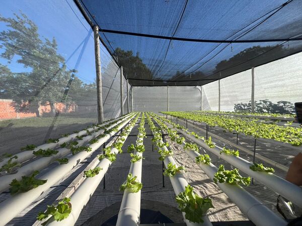 Granja Penitenciaria de Tacumbú proyecta una producción de 2.000 lechugas al mes - ADN Digital